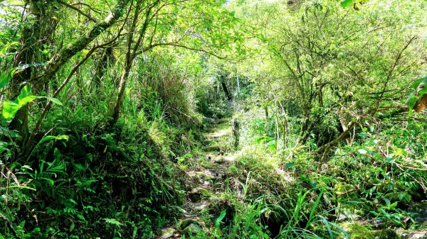 雙溪下坑古道2859470