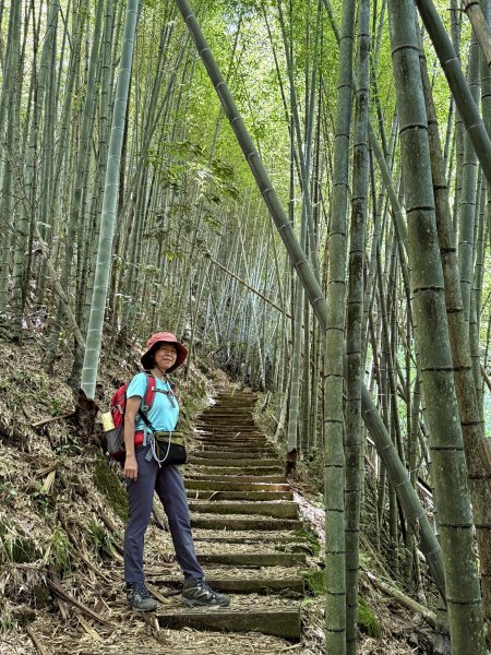 阿里山 奮瑞古道 202506282827163