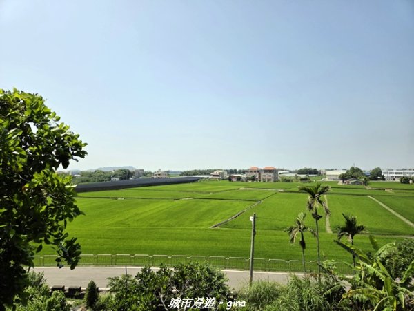 【台中外埔】外埔水流東桐花步道3046227