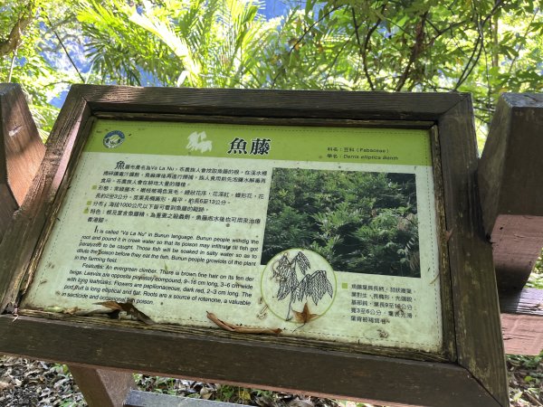 [玉山尋寶任務-03/12] 2025_0810 瓦拉米步道2857519