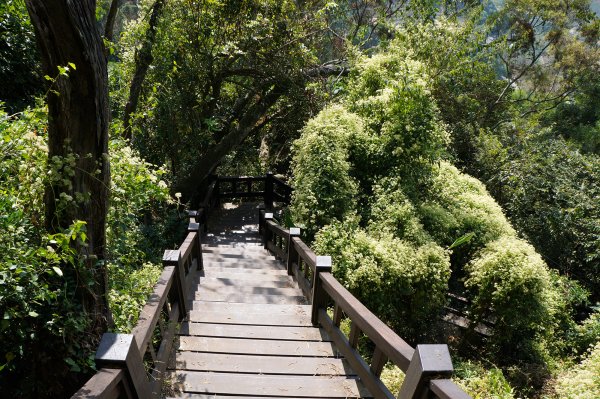 后里鳳凰山-觀音山步道740237