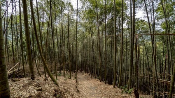 嘉南雲峰、石壁山步道3049092