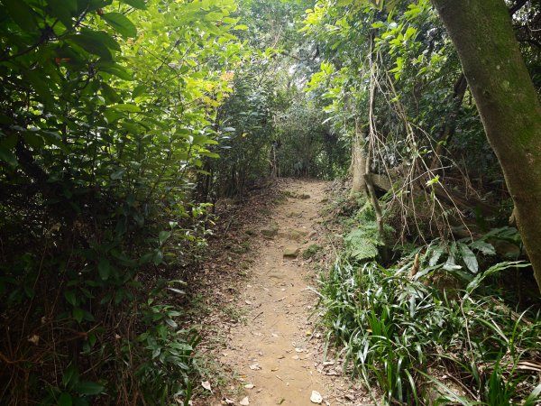 [淡蘭古道] 2026_0523 南路第一段_中埔山步道3069385