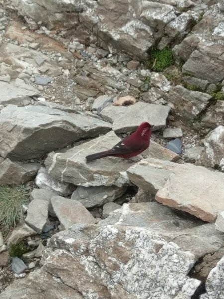 合歡山五座百岳賞杜鵑花587108