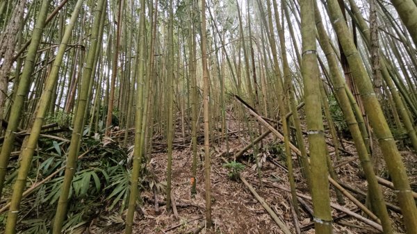 馬武督山西南峰+馬武督山O型走3012851