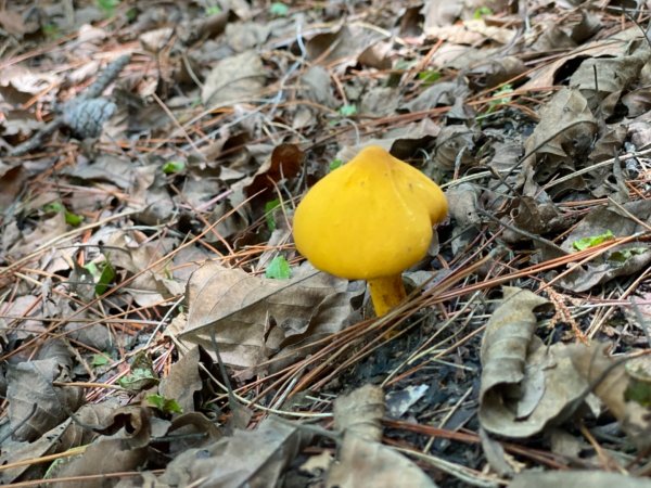 楠梓仙溪上南玉山1373089