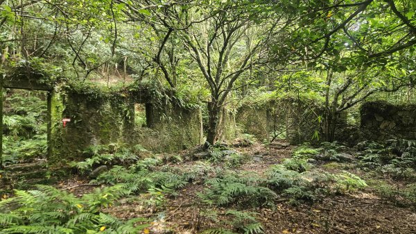 20250719遠景古道-雞母嶺古道(雞母嶺街-三叉港-土地公嶺山-雙澳崙)2841147