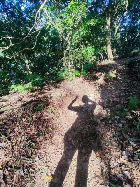 草山觀瀑吊橋-百年楓香巨木-草山水管支線-大屯瀑布-小隱潭瀑布2982766