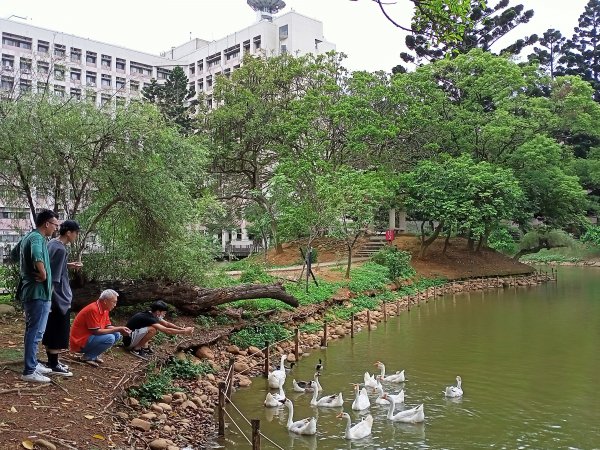 《綠草如茵、蒼松林立的中央大學 - 跟著兒子懷舊趣 》1380676