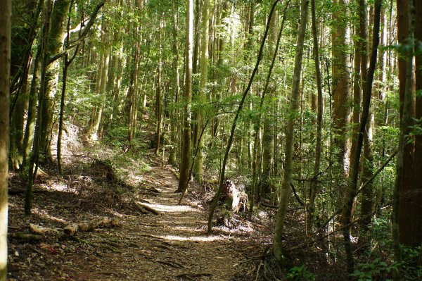 新竹 五峰 野馬瞰山2924667