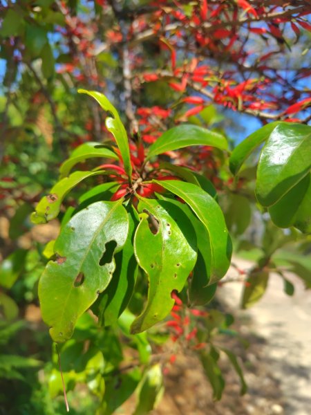 關頭山 舊武界越山 巴蘭山2892128