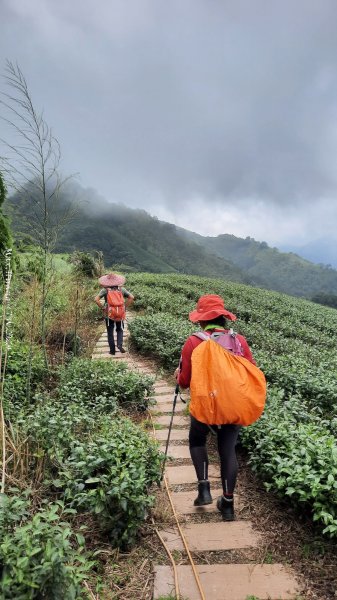 《嘉義》雲霧茶園｜雲嘉三加一連峰O繞202406082520294