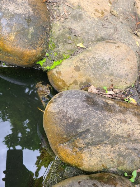 竹坑南寮登山步道~舒服山景2759650