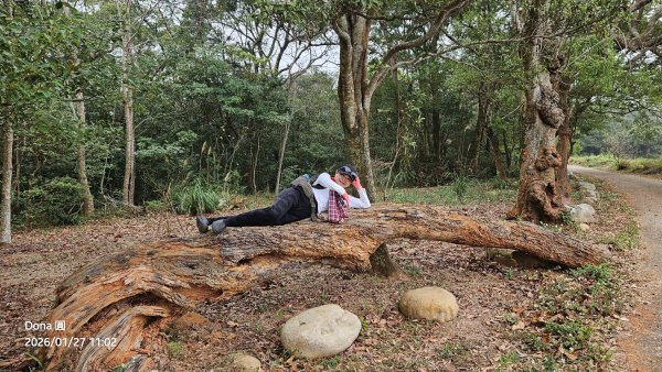20260127三通嶺山.三義山(大桁茂山).慈濟山.大坪山大O走2989906