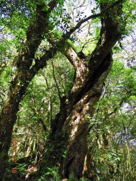 桃園 復興 把家灣山、低陸山1036213