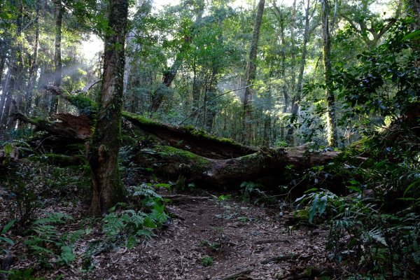 新竹尖石鄉 高島縦走1280667