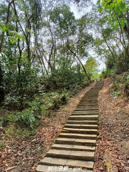 【雲林古坑】荷苞山登山步道x 桐花公園2118575