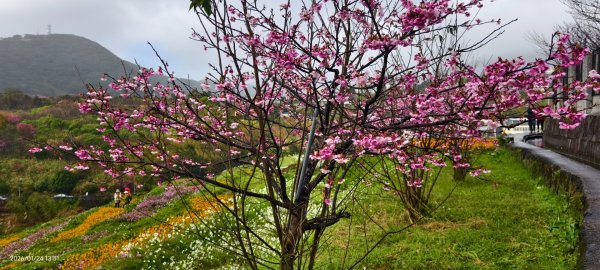 #平菁街 #鵝尾山梯田 #廣佑聖王廟 #寒櫻巷 #夕陽 1/24&252987006