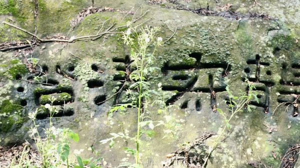 內寮古道石雕秘境寫真+陽明山16草原2499674