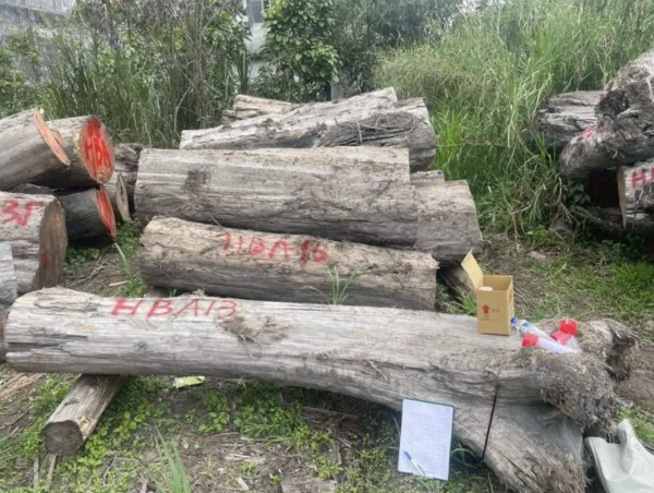 【新聞】影／盜伐梨山國有林！保七破獲山老鼠...查扣贓木6萬多公斤數量驚人