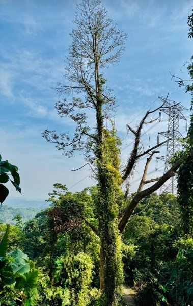 古坑地母廟走荷苞山(登山步道)訪小溪子山2947129