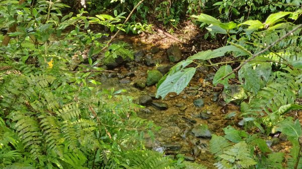 (姨婆趴趴走)第十四集:新竹關西油井窩山、彩和山、高甫山縱走2206433