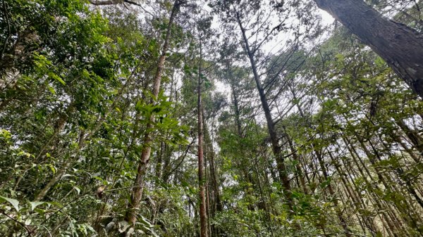 忘憂森林.金柑樹山2668866