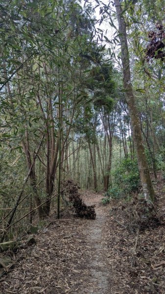 橫龍山、橫龍古道2682924