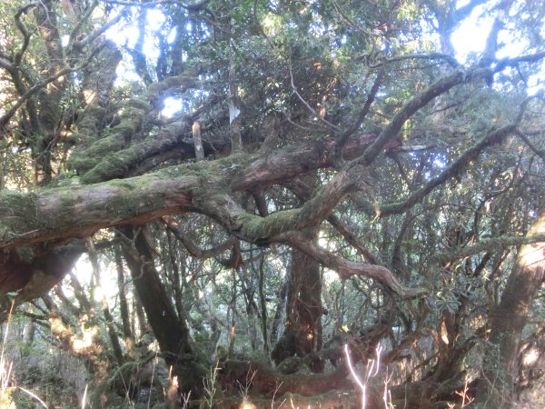 檜木原始林步道672681