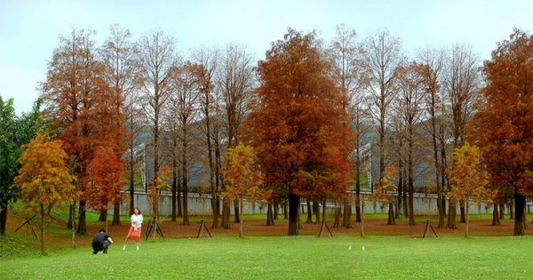 【台北市】大湖公園落羽松隨拍