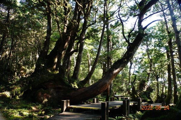 宜蘭 大同 太平山森林遊樂區 檜木原始林步道1743671