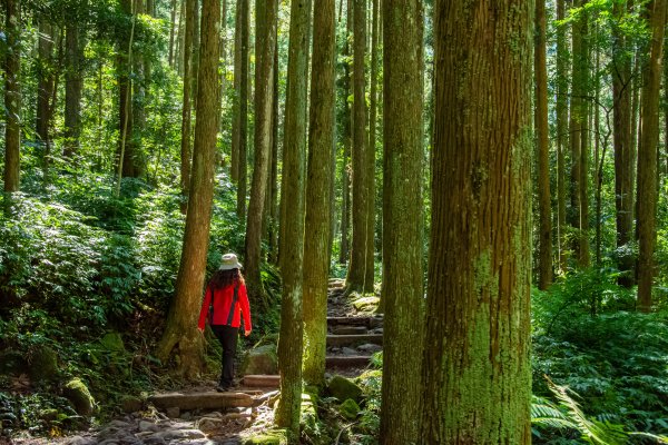 馬武督探索森林2930684
