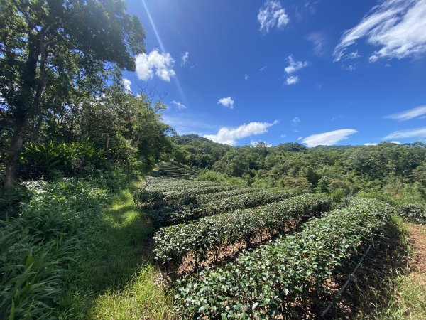 深坑 O 型環走｜大崎嶺步道・林家草厝・茶山古道・炮子崙瀑布（含冷門山徑）2895106