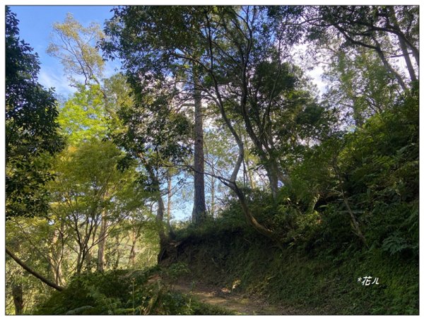 草嶺山、白石山、頭寮山 六連峰 O型路線2798629