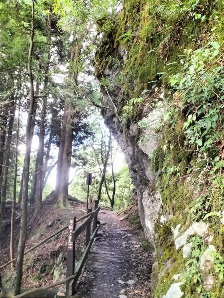 檜山巨木群步道2250333