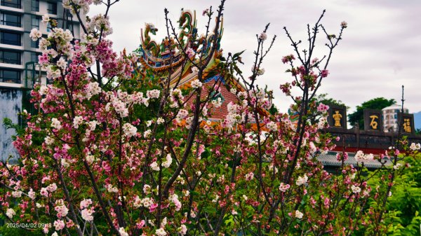 #綠繡眼 訪花 #吉野櫻 #天元宮 #楓樹湖 03162750793