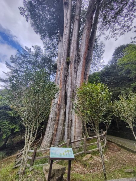 稍來小雪山國家步道、船型山、鞍馬山、鞍馬山東北峰、天池、雪山神木2799960