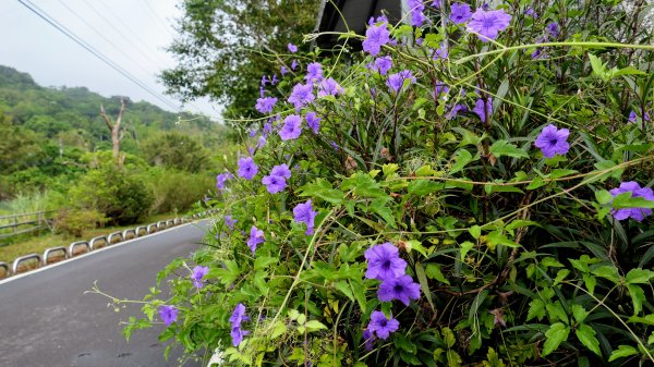 貂山古道,琉榔路觀光步道2590532