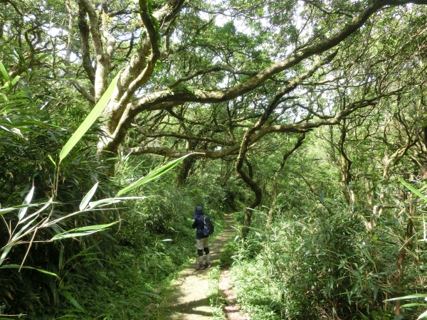 興福寮．向天池．向天山．面天山95208