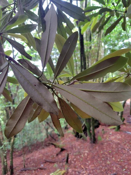 稍來小雪山國家步道、船型山、鞍馬山、鞍馬山東北峰、天池、雪山神木2799706