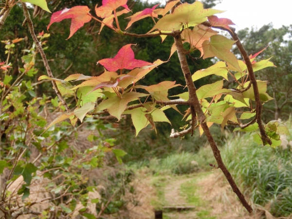 大屯山西峰．南峰．大屯坪94790