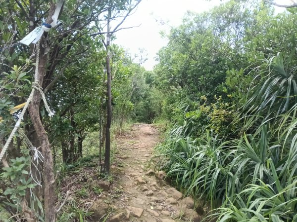 平溪區東勢格越嶺古道+孝子山步道(慈恩嶺+慈母峰)探花(艷紅鹿子百合)路線O型2848654