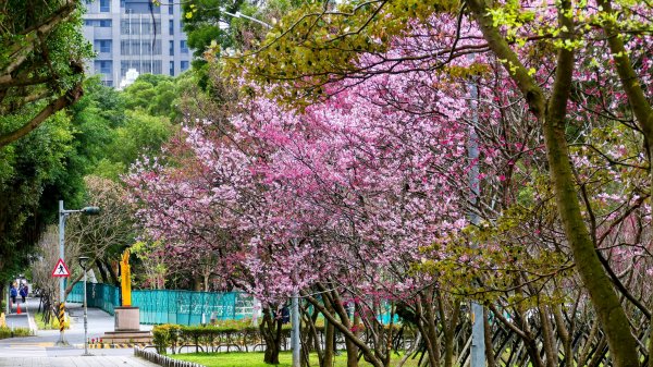 《蘭陵王・林口櫻花》2715961