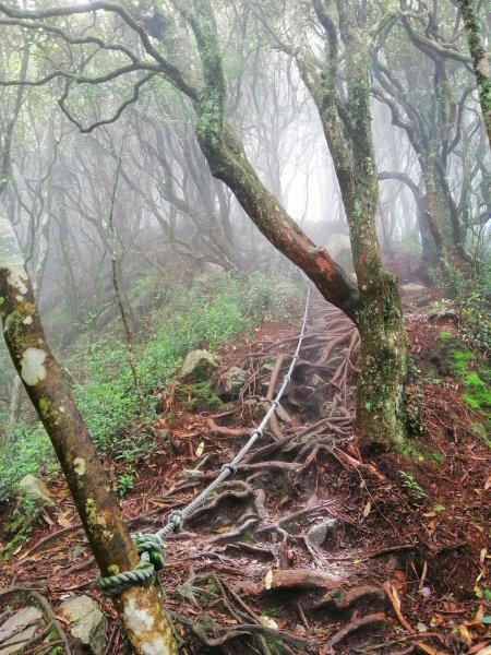 優美林相森林浴橫嶺山自然步道(木馬古道)739097