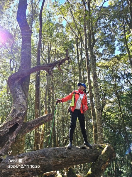 【谷關七雄】屋我尾山(H1796m)＆屋我尾山北峰(H1784m)熱身行2670234