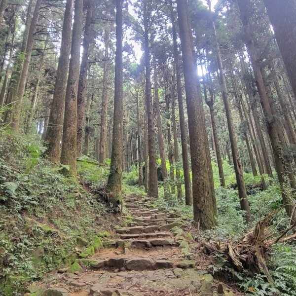 阿里山頂湖步道＞大凍山＞頂湖自然生態區2505512