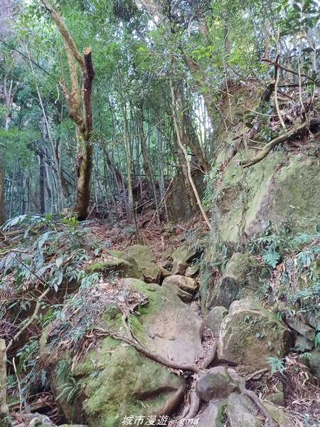 【南投。竹山】茶園竹林巨木櫻花景緻很美(四連峰)。 小百岳集起來。 編號54小百岳金柑樹山1624820