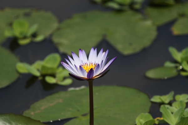 20160508新北市三芝區三生賞桐花步道90751