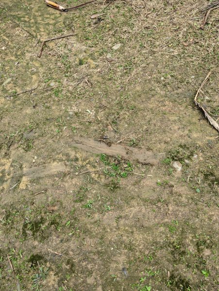 2023-02-11 槓子寮砲台、槓子寮山步道（龍崗步道）2792638