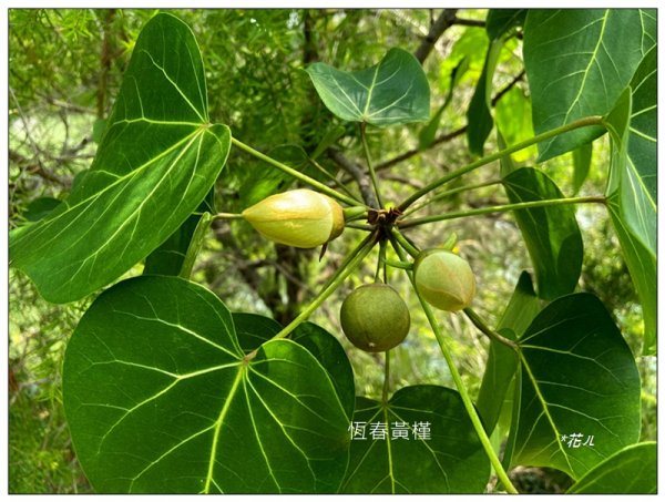 恒春黄槿の花開2906613